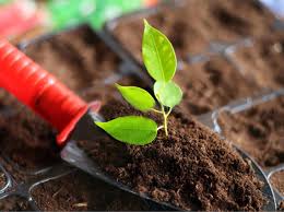 Плодородный грунт с доставкой